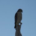 ~ Paynes Prairie Preserve State Park ~ - 5