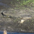 ~ Paynes Prairie Preserve State Park ~ - 1