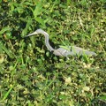 ~ Paynes Prairie Preserve State Park ~ - 2