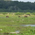 ~ Paynes Prairie Preserve State Park ~ - 2