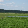 ~ Paynes Prairie Preserve State Park ~ - 3