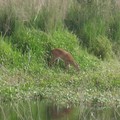 ~ Paynes Prairie Preserve State Park ~ - 4