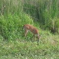 ~ Paynes Prairie Preserve State Park ~ - 5