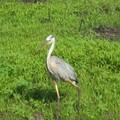 ~ Paynes Prairie Preserve State Park ~ - 2