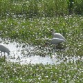 ~ Paynes Prairie Preserve State Park ~ - 4