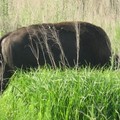 ~ Paynes Prairie Preserve State Park ~ - 3