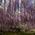 紫藤花瀑布 - 3