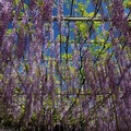 紫藤花瀑布 - 2