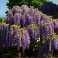 紫藤花瀑布 - 1