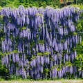 紫藤花瀑布 - 4
