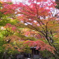 京都景點照