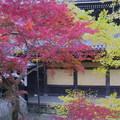 南禪寺境內紅楓與黃杏相輝映