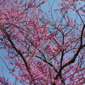 Spring - 1