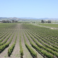 Sonoma Winery 北加州葡萄園區