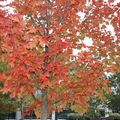 秋天的顏色