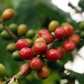目前到東山，可以看到紅通通的咖啡漿果長在樹上的可愛樣子