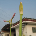 中肋有白色條紋，有光澤，較孤挺花寬短..石蒜(百合)科孤挺花屬多年生草本植物，又稱石蒜花、百枝蓮、百支蓮、朱頂紅、大孤挺花、喇叭花、鼓吹花、華胃蘭，原產於南美洲秘魯、南非..