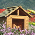 花叢中的小木屋.是要給花仙子住的嗎?