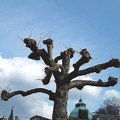 歐洲3月的枯樹~應該是法國梧桐吧!