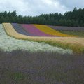 規模數一數二的富田農場，是富良野的超熱門景點，每年七、八月的花期是觀光最盛的季節，慕名而來的遊客絡繹不絕，都是為了能親眼目睹傳說中的那條彩色花毯