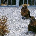 啄羊鸚鵡(kea)1