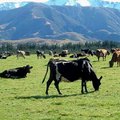 紐西蘭坎特布里平原牛牧場4