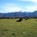 紐西蘭坎特布里平原牛牧場3