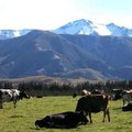 紐西蘭坎特布里平原牛牧場2