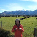 紐西蘭坎特布里平原牛牧場1
