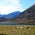 紐西蘭坎特布里平原Arthur'Pass 的綿羊牧場2