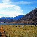 紐西蘭坎特布里平原Arthur'Pass 的綿羊牧場1
