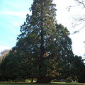 紐西蘭基督城 -大樹根的整棵樹