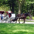 紐約中央公園~遊園馬車3