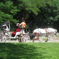 紐約中央公園~遊園馬車2