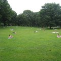 中央公園的草地是提供野餐與享受日光浴的地方