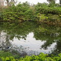 大安森林公園生態水池區14