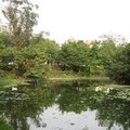 大安森林公園生態水池區6