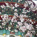淡水天元宮可以欣賞到美麗又大片的吉野櫻。
