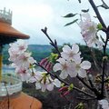 淡水天元宮可以欣賞到美麗又大片的吉野櫻。
