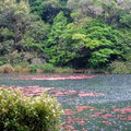 宜蘭福山植物園 - 水生植物池13