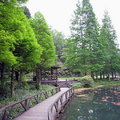 宜蘭福山植物園 - 水生植物池11