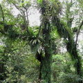 圖中有三種蕨類，最上面像個鳥巢的是鳥巢蕨~又名山蘇，在它下方細細長條的是書帶蕨，在其右下方順著樹幹往下長的是長葉腎蕨。
