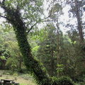 森林中的大樹長滿違章建築，這棵形狀很像長頸龍ㄝ!

