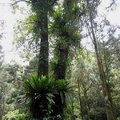 潮濕的福山植物園蕨類密生，山蘇(鳥巢蕨)到處掛在其他植物的枝幹or枝頭
