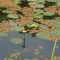 台灣萍蓬草黃色小花,一種台灣原生稀有的水生植物~睡蓮科，四季都黃花綻放，羞答含笑。