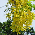 阿勃勒(Cassia fistula)是蘇木科落葉喬木；夏季開花，黃花串串，站立樹下如沐黃金雨