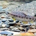 羅葉尾溪~探訪國寶魚櫻花鉤吻鮭
