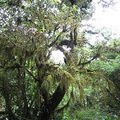 綠鬍鬚蕨類功力非常高強，到處依附在各種樹幹上