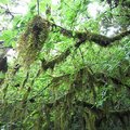 森林區的各種蕨類依附在大樹幹上，就像是綠色的大鬍鬚隨風飄搖