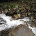 羅葉尾溪~探訪國寶魚櫻花鉤吻鮭7